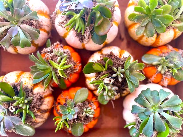 Pumpkins to planters workshop