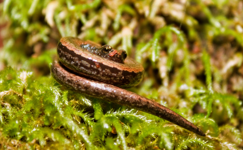 california slender salamander