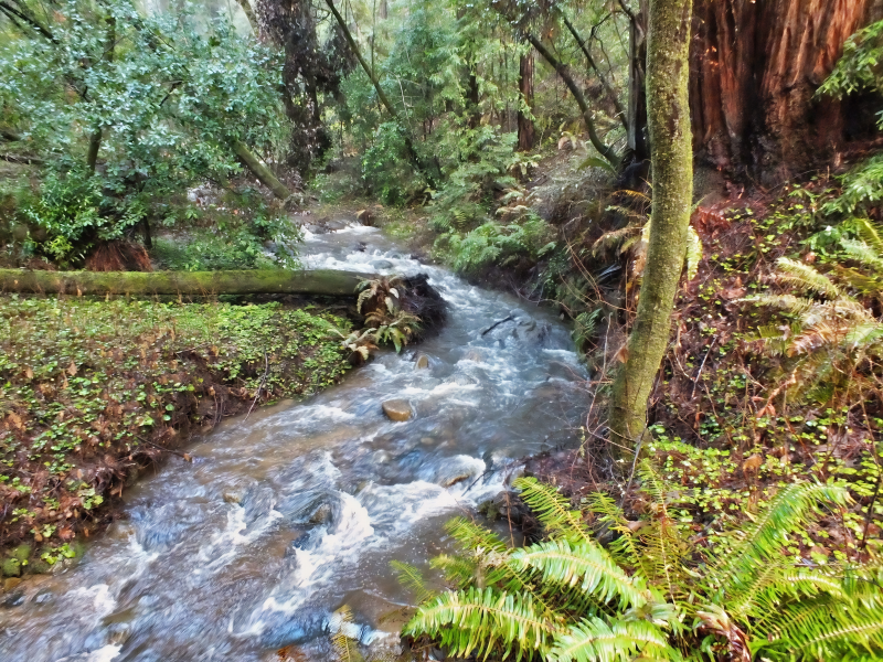 Fred McPherson photo San Lorenzo Valley stream