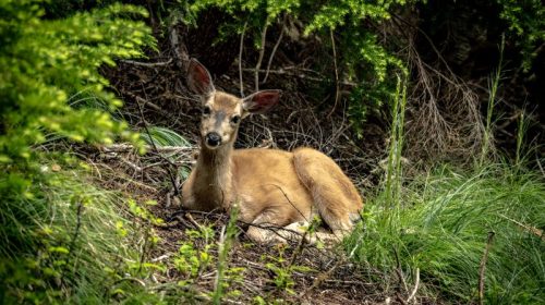 wildlife corridor deer