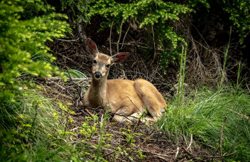 wildlife corridor deer