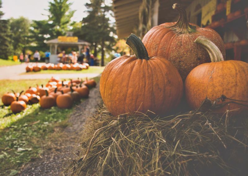 Halloween events Santa Cruz County San Lorenzo Valley 2026