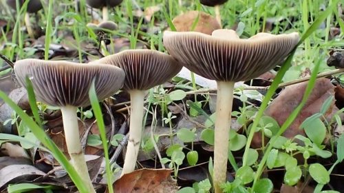 Mushroom hike