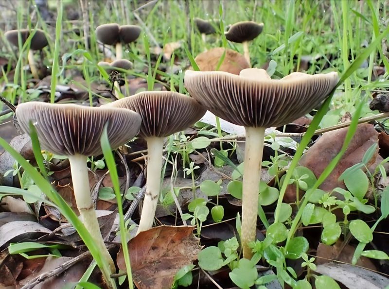 Mushroom hike