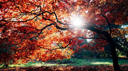 fall autumn