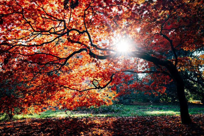 fall autumn
