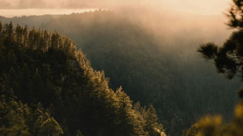Buzzards Roost in Big Basin Redwoods State Park.