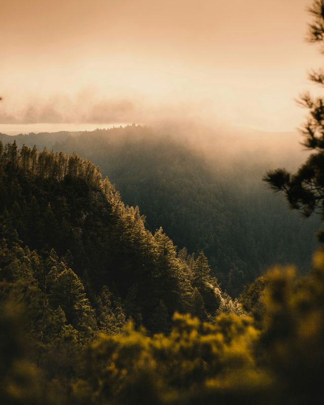 Buzzards Roost in Big Basin Redwoods State Park.